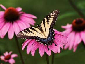 Tiger Swallowtail Butterfly Purple Coneflower