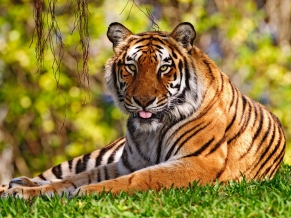 Tiger Widescreen