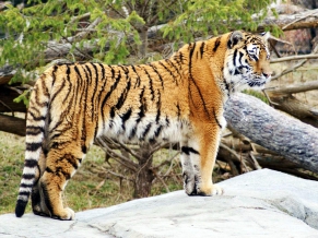 Tiger Widescreen HD