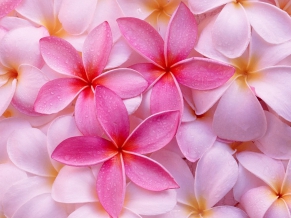 Tropical Plumeria