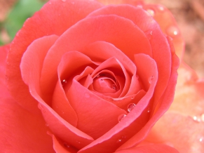 Tropicana Rose