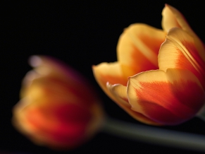 Tulips Couple