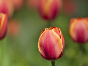 Tulips Macro Shot