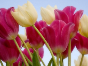 Tulips & Sky