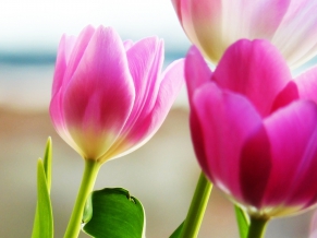Tulips Spring