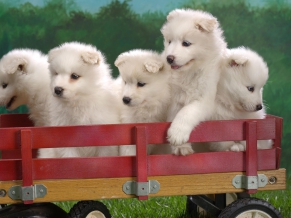 Wagonload of Samoyed Puppies