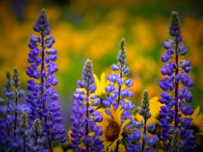 Washington Wildflowers