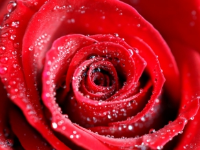 Water Drops on Red Rose