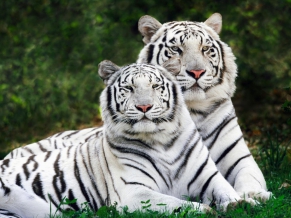White Bengal Tigers Widescreen