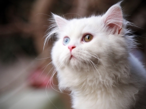 White Cat