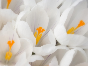 White Crocus