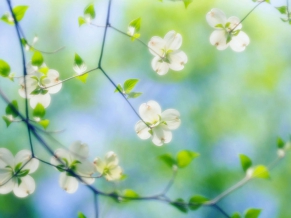 White Dogwood Blossoms