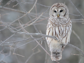 White Owl Tree