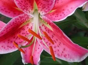 Widescreen Flowers