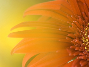 Widescreen Sunflower