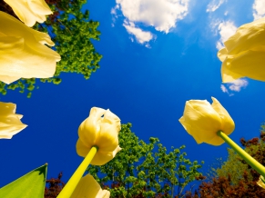 Yelllow Buds to Sky