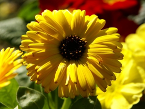 Yellow Calendula Pot Marigold