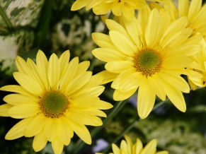 Yellow Color Flowers