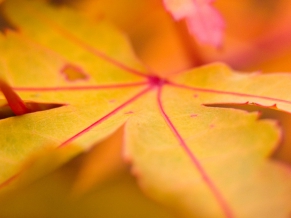 Yellow Leaf