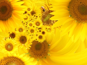 Yellow Sunflowers