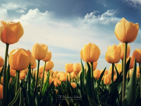 Yellow Tulips