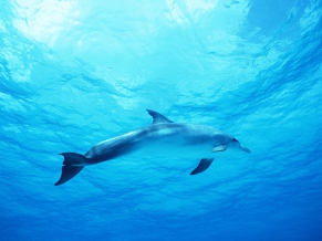 Dolphin in Deep Blue Sea