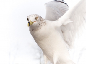 Dove Pure White Bird