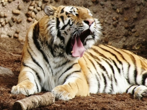 Indian Bengal Tiger
