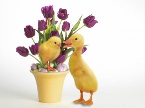 Easter Quackers