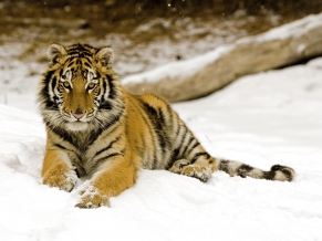 Snowy Afternoon Tiger