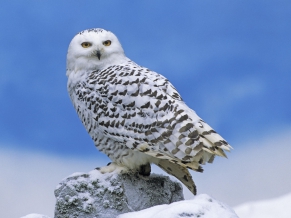 Snowy Owl 1