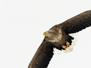 White Tailed Eagle Japan