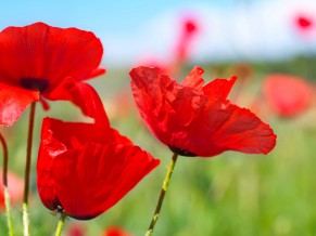 Spring Poppies