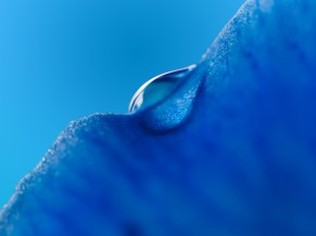 Dew drop Macro Blue