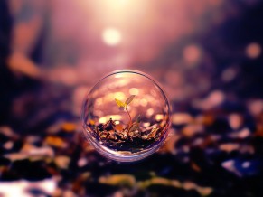 Plant Through Lens Ball