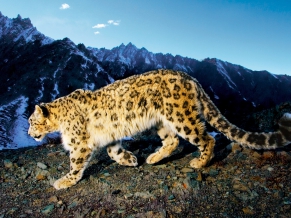 Prowling Snow Leopard