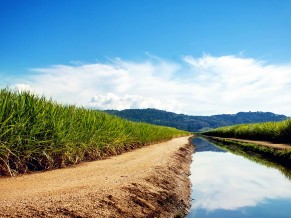 Sugarcane Fields