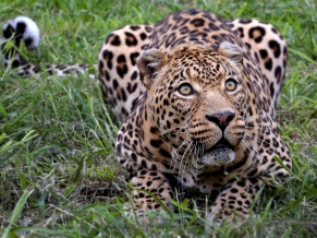 African Leopard