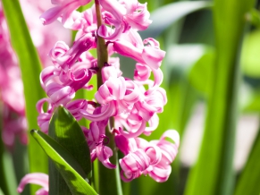 Amazing Pink Flowers