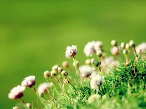 Anglesey Flowers