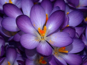 Autumn Purple Crocus