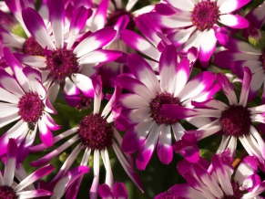 Beautiful Purple Flowers