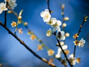 Bee on White Flowers