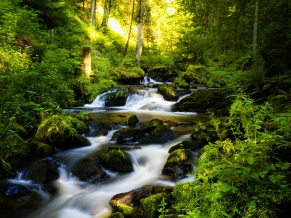 Black Forest in Germany