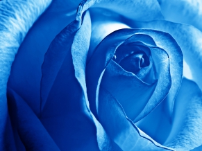 Blue Rose