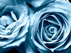 Blue Roses Widescreen