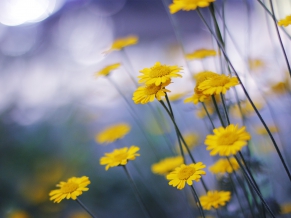 Camomille Flowers