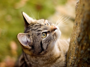 Cat Staring Up