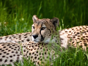 Cheetah Dual Monitor