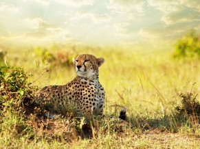 Cheetah Savanna Africa